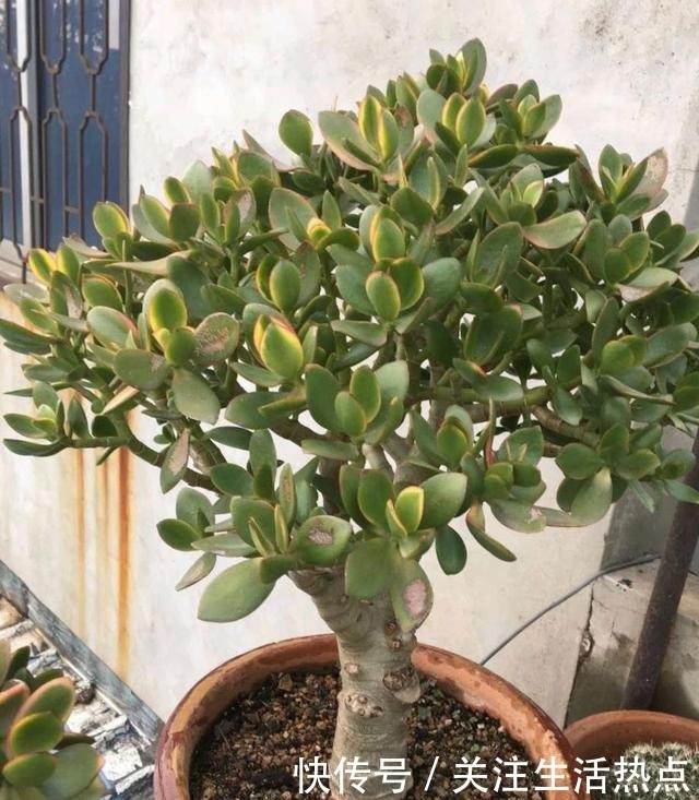 幸福树|客厅养4种“树”真过瘾，几年长到2米高，懒人养“最合适”！