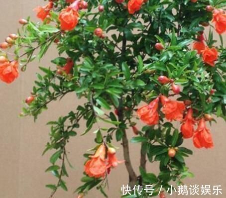 种花|“7种花”适合养家里，一年四季都能养，开花迷人，一盆养好多年