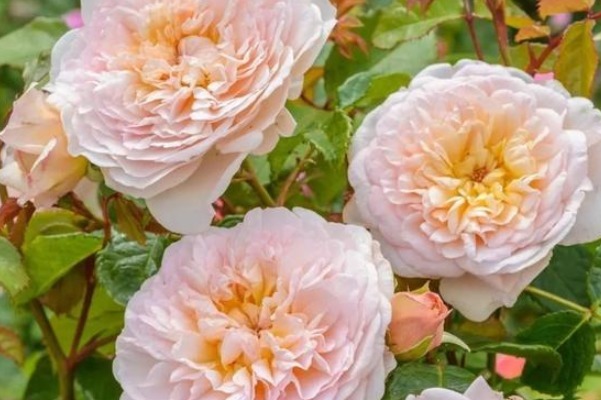 玫瑰,蔷薇,月季,你可能傻傻分不清,教你一招轻松辨别