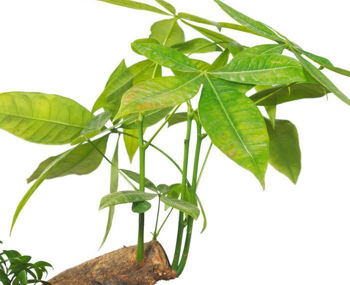 如何让发财树生侧芽,教你简单易学的小方法,准奏效