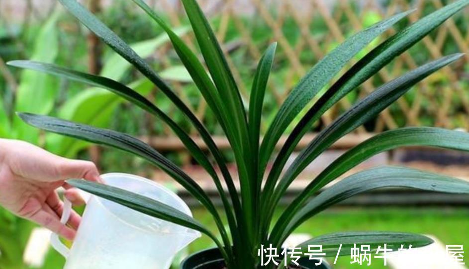 养分|5种漂亮花，九月“睡醒了”，施肥催花快下手，下个月开爆棚