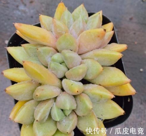 多肉夏天度夏的技巧,新手学会轻松度夏