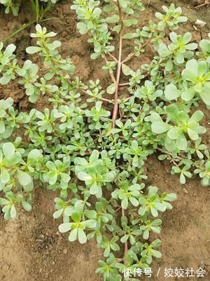农村|农村晒不死的“野菜”,养在花盆当花看,现在吃正鲜嫩,去开挖
