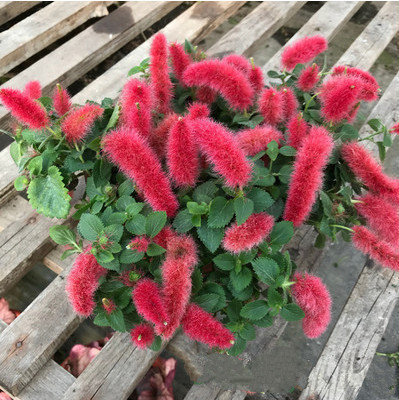 扇面型|建议家里不管多大,5种花卉盆栽必须有,不怕冻,满屋子飘香