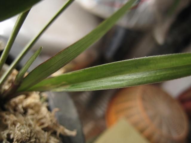 富山奇蝶|能开三季的兰花就是这种,开花优雅有香气,不娇气好养