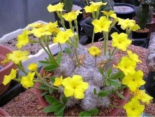 世界上最名贵的花,一盆就是一座房子!