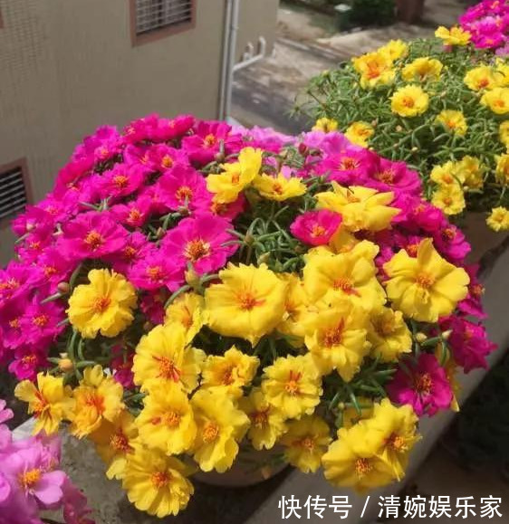 咋“折腾”都不死的4种花,越修剪越旺,很难养死