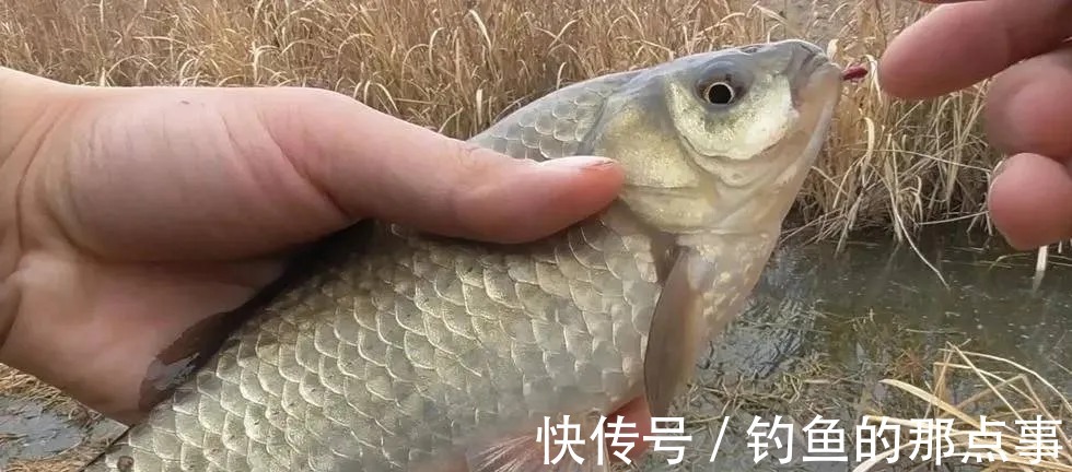 酒米|冬天钓鱼，隔夜窝最容易出大鲫，天越冷效果越好