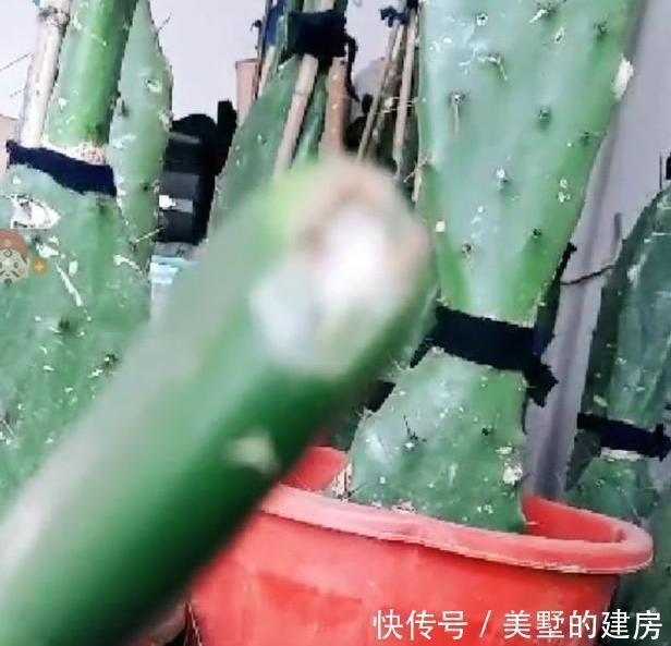 盆栽仙人掌,这样来养,叶片又宽又大,嫁接5层蟹爪兰太壮观啦