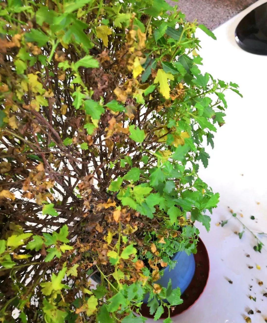 10种花,现在抓紧剪,更抗冻、好过冬!