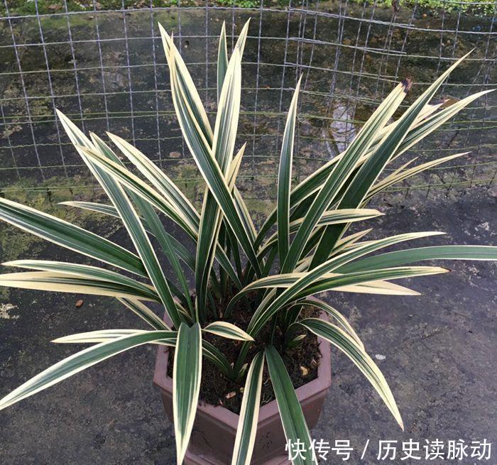 新手养兰花,牢记三句顺口溜,花开多姿又艳丽,非常漂亮