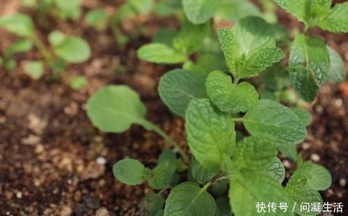 净化|卧室长期放盆栽，失眠的人就选2种，好看又好养，净化效果好