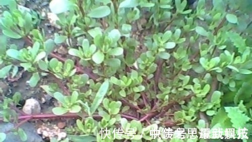 生草药性备要|农村这种野菜,被誉为“长寿菜”,城里人想吃都买不到!