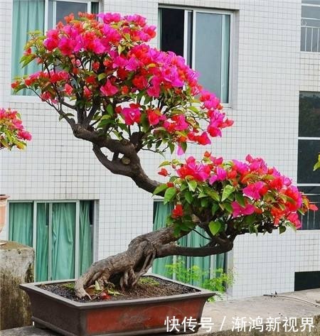 虎皮兰|5种常见植物，平常少浇水“饿”着养，能长得更好