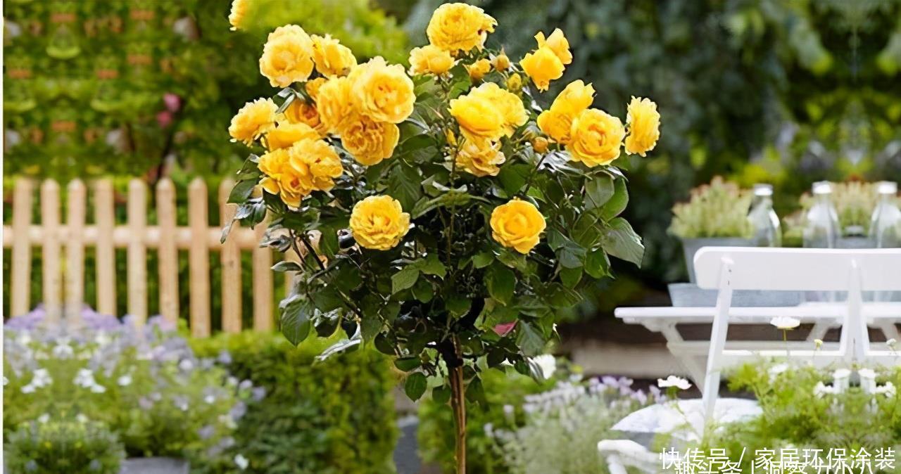 元气大伤|月季总是乱糟糟，做好“三动作”，枝叶疏密有致，花开一茬又一茬