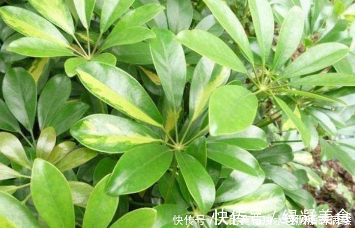 光照|人养花,花也养人,“3种花”家养里,空气清新,还有助于睡眠!