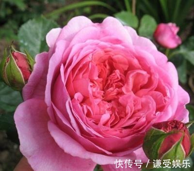 玛丽公主|这些“高贵之花”，花朵漂亮开花多，每一种都很值得养太美了