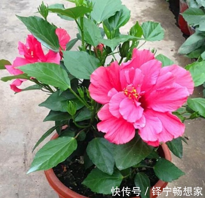 “3种花”很适合阳台养,花香四溢,花朵烂漫迷人,开花一簇簇!