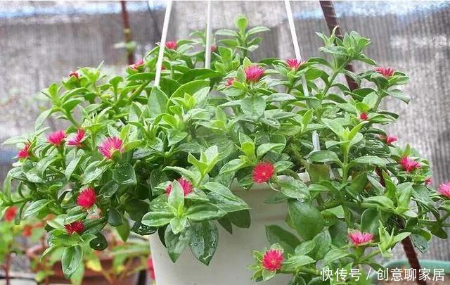 插土就能活!大半个月不用浇水,繁殖掐枝就能活,适合懒人