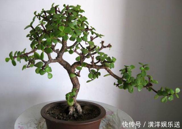 枝干|玉树四季常青，养护得当根茎木质化，养出价值高“老桩”