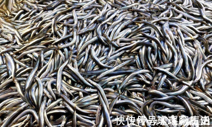 海带|中国6种最便宜海鲜，5块钱一斤，和蔬菜一样便宜，非常美味