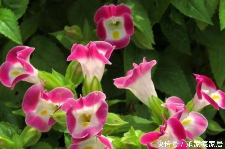 几种花卉,一开就是300多天,越晒开花越艳