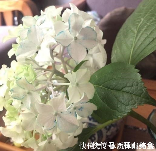 花卉|养花“嫌”住房没阳光,这4种花卉,适合阴凉处养护,同样能开花!