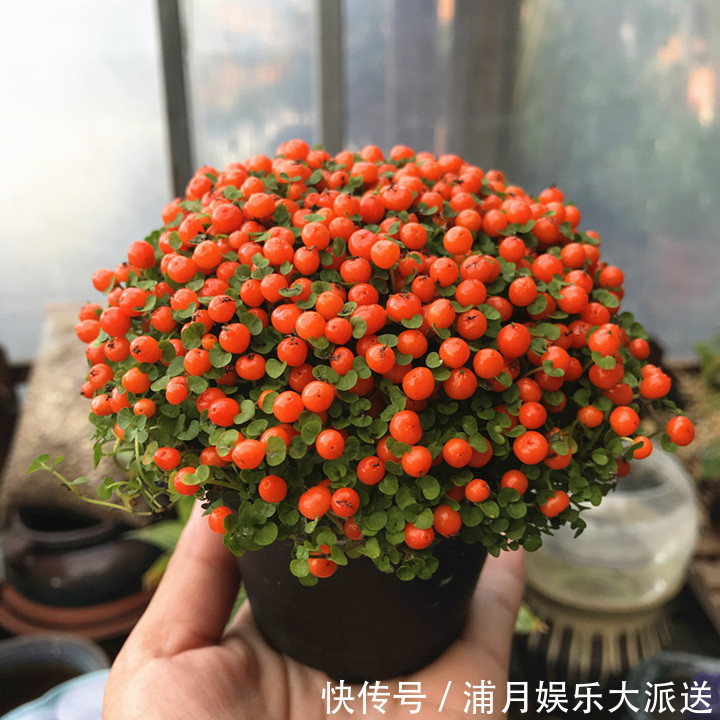 花中玛瑙|1种“花”,被称“花中玛瑙”,花大钱也买不到,养一盆值了