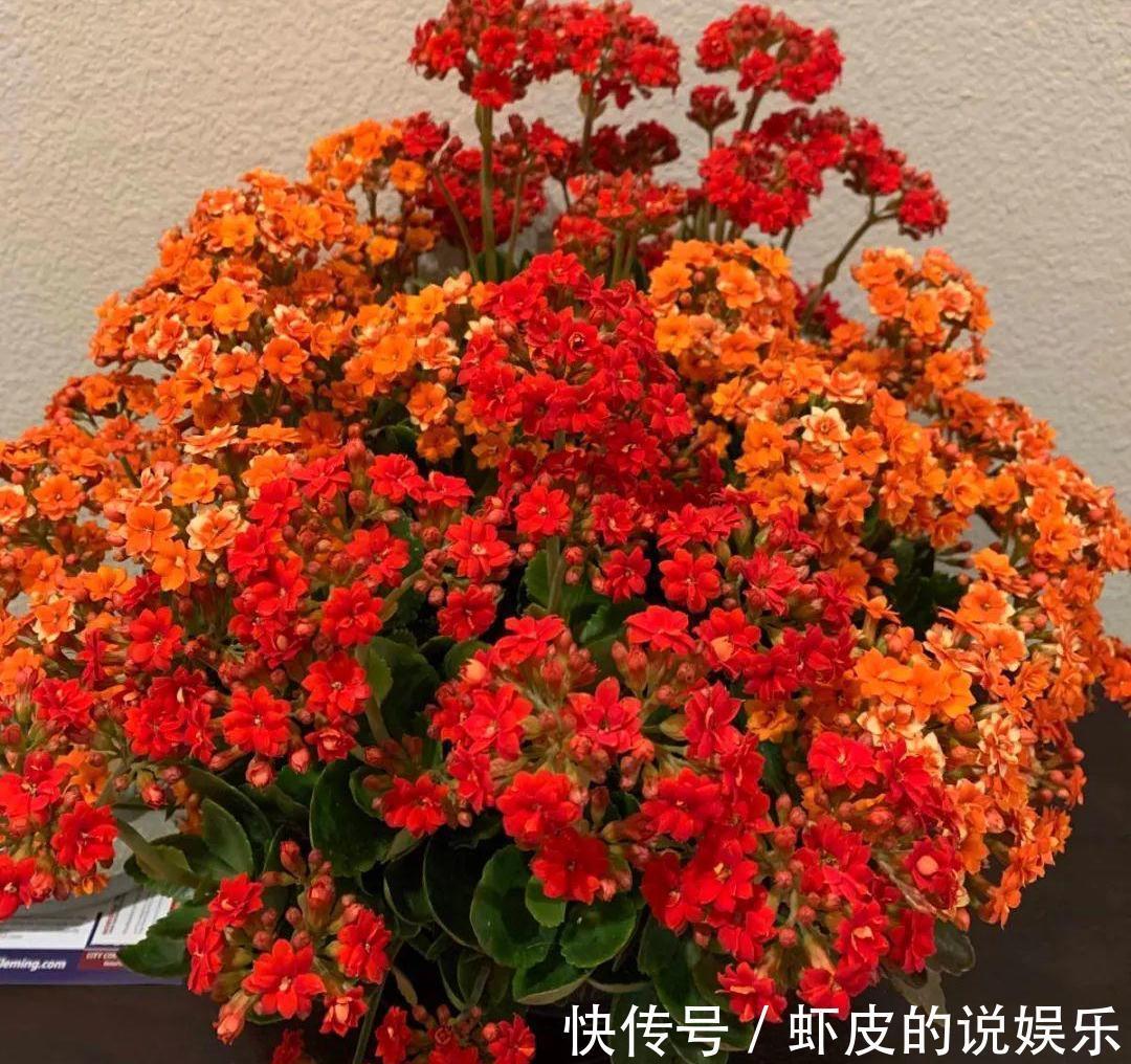 冬天养7种花,“干养”才能活,多灌一杯水,枯萎死翘翘