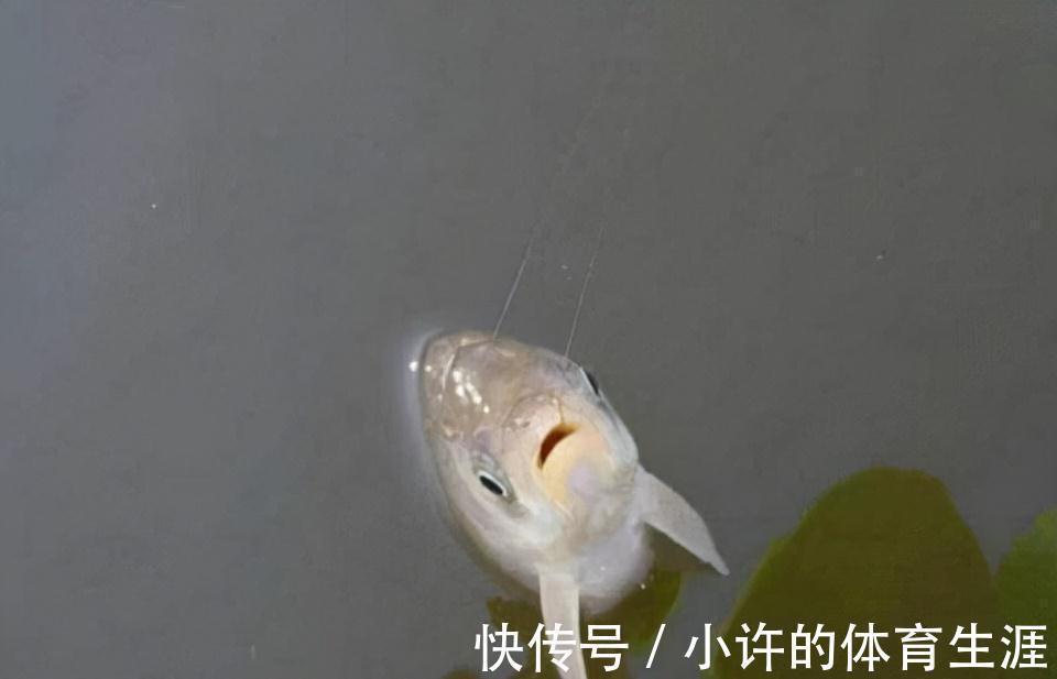 鱼口|鱼口太轻,不妨试试这几招,信号一出就提竿,竿竿都有实口