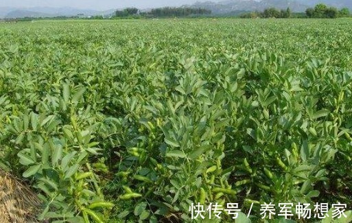 利湿|蚕豆健脾利湿、清毒解热,农民掌握种植要点,收获吃不完的蚕豆