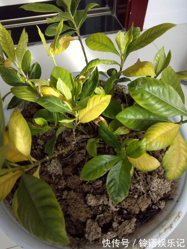 8种“坑人花”,过年谨慎入,没有“高技术”,养一盆枯一盆