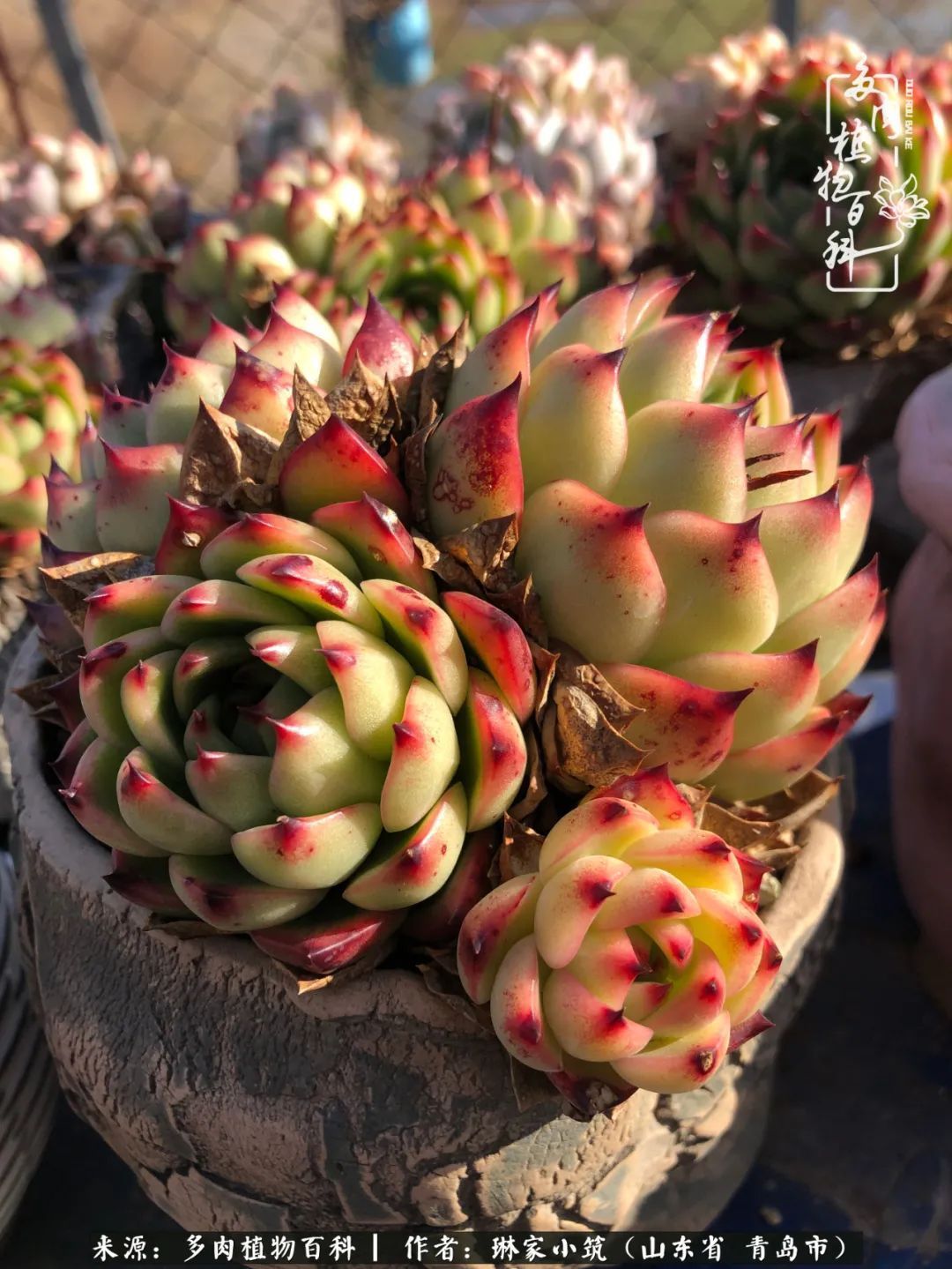 多肉|有史以来最厉害的一场寒潮，治好了我养多肉这些年的“坏毛病”