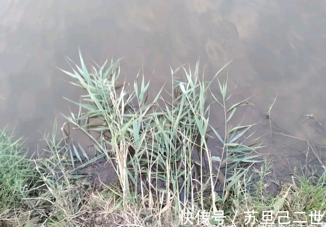 绝密钓技草鱼篇,教你三招草鱼绝杀钓法,助您从此不空军