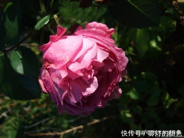 20款古老月季。数百年唯美传承,个个经典又抗病。远胜现代月季