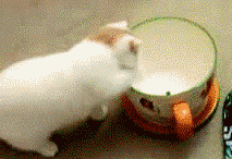 |搞笑动图:看你这么热情,本猫神就跟你握个手吧!