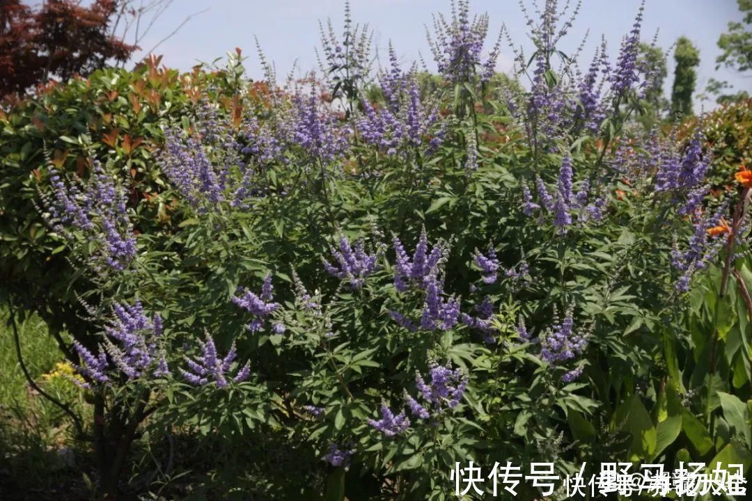 牡荆|农村当柴烧的花，原来可以当盆景，给一千块也不卖