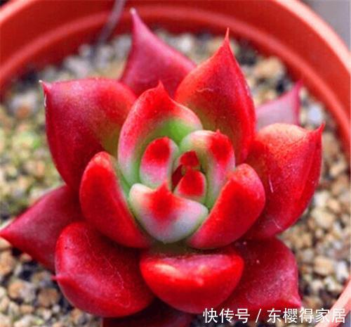 为您整理20款红色系多肉,热情奔放,总有一款是你迷恋的!