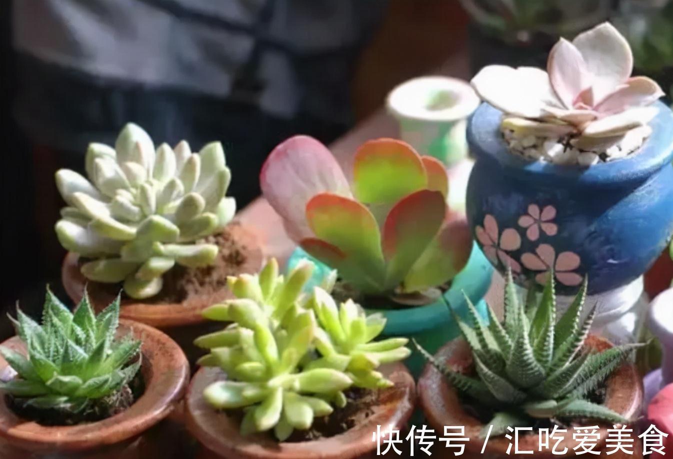 12月的多肉喜欢“四件事”,投其所好,很快就能状态满满