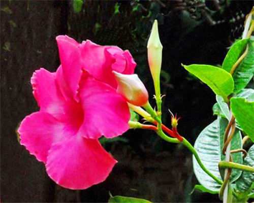 飘香藤如何养爆盆教你3个养护飘香藤的妙招,花开艳丽香味扑鼻