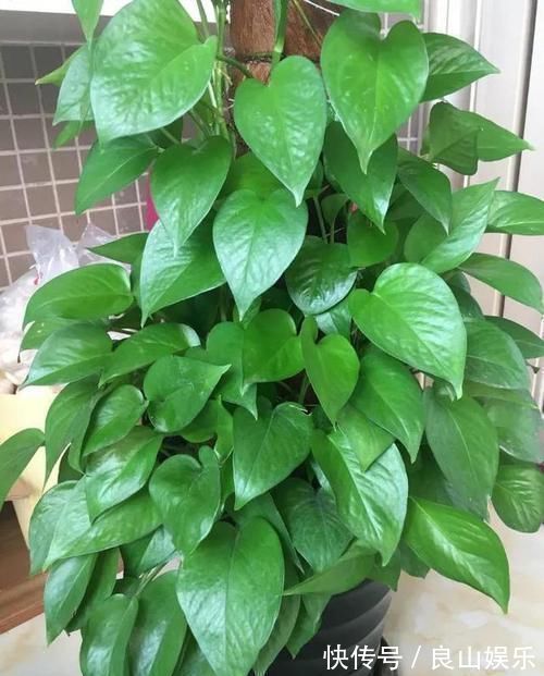 吊兰|什么淘米水、啤酒水,都不如1勺溶液,家家都有,养啥旺啥
