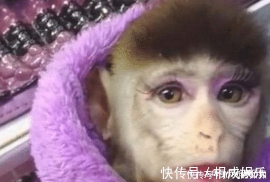 女孩|女孩给小猴子化个公主妆,当它睁开眼的那一刻,心都要化了