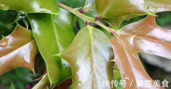 风湿|这树叶,也是一味中药,泡茶代饮,抗菌消炎、祛风湿