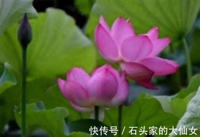 良缘|未来10天，4大星座喜获良缘，红鸳星动，再次相爱今生不改红鸳