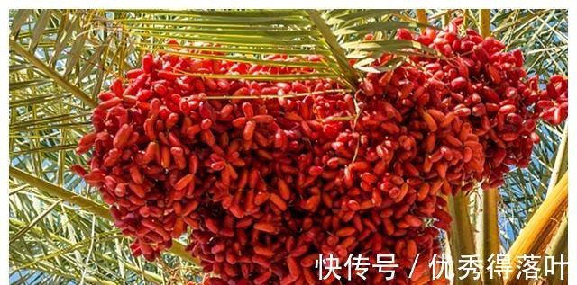 椰棗|建議中老年人冬季多吃4種健康食物，好吃不貴，對身體好！