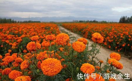 适合立冬节气种植的几种绿植,花开富贵鸿运当头,有钱人家都在养