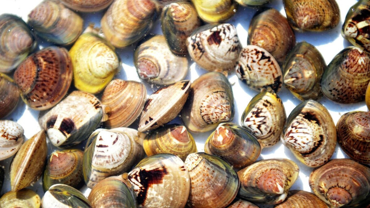 花蛤吐沙小技巧,不用只会用盐水,教你更好的方法,快速吐干净