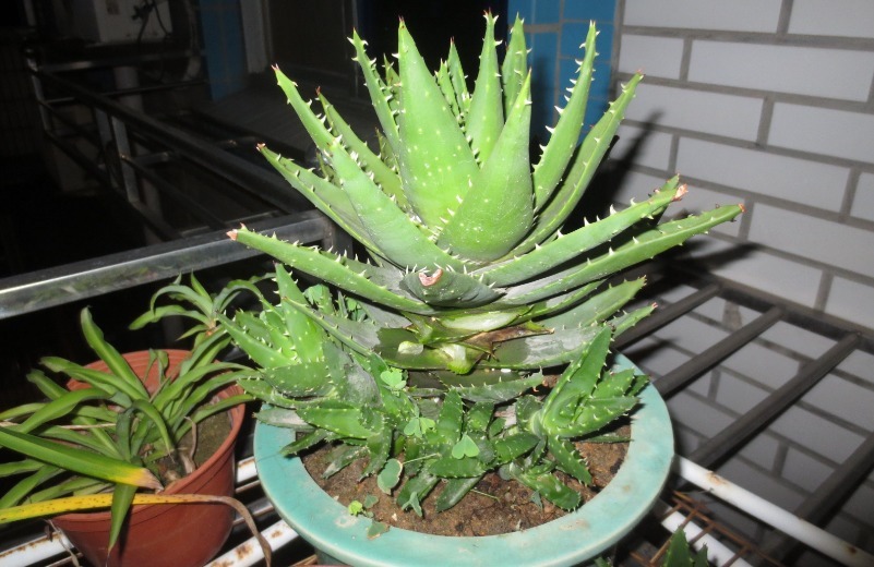 绿植|家家养绿萝，腻味！不如养这3种，好活、颜值高、净化效果不错