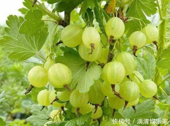 孩子|农村孩子常吃的6种野果,茶泡上榜,城里人可能只认识2种