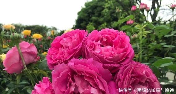 牡丹|她花10元买了一种花,随意栽种在花园里,历经2年,开花惊艳全场!